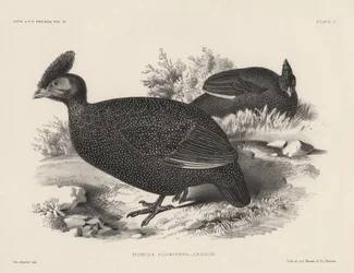 Numida Plumifera, Lithographie von Bowen und Co., 1850